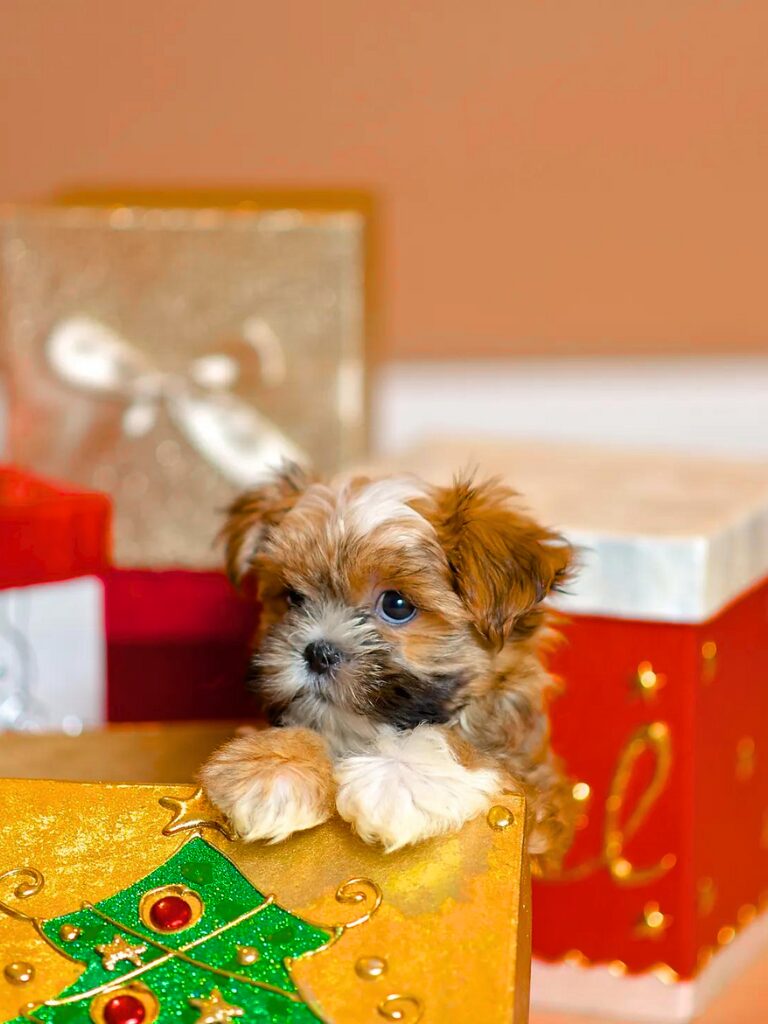 Cuccioli di Shorkie - un cagnolino seduto in una scatola con sopra un albero di Natale