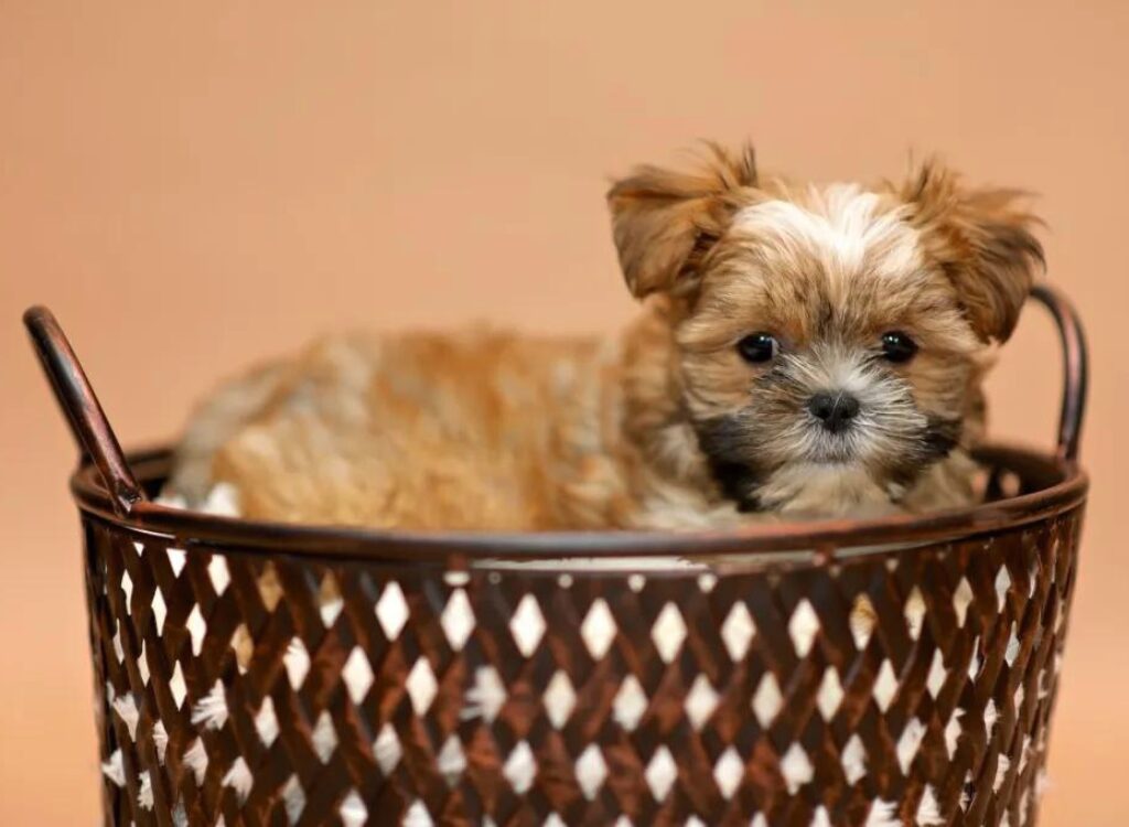 Cuccioli di Shorkie - un cagnolino in una cesta