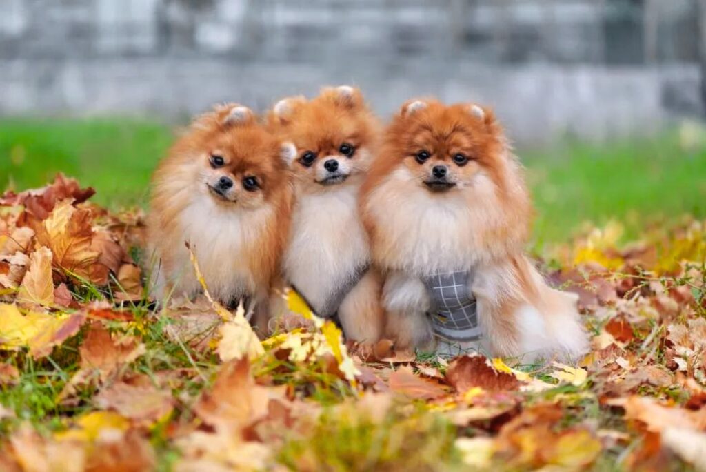 Cuccioli di Volpino di Pomerania - tre piccoli cani seduti tra le foglie