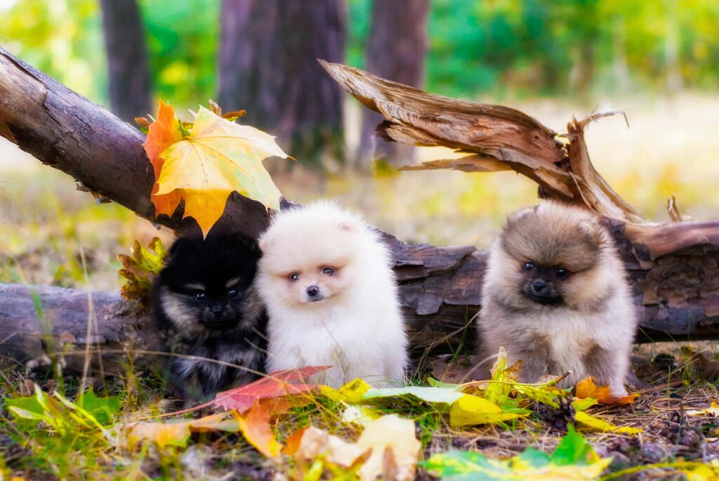 Cuccioli di Volpino di Pomerania - tre cuccioli seduti sull'erba davanti a un albero rotto