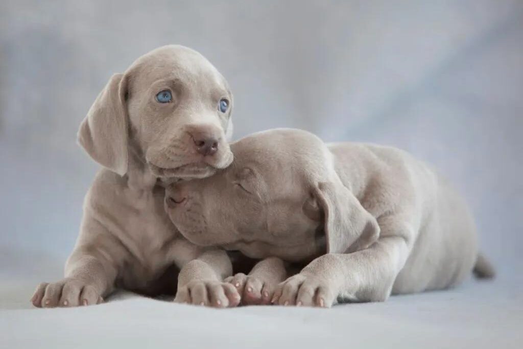 Cuccioli di Weimaraner - due cuccioli con gli occhi azzurri sdraiati