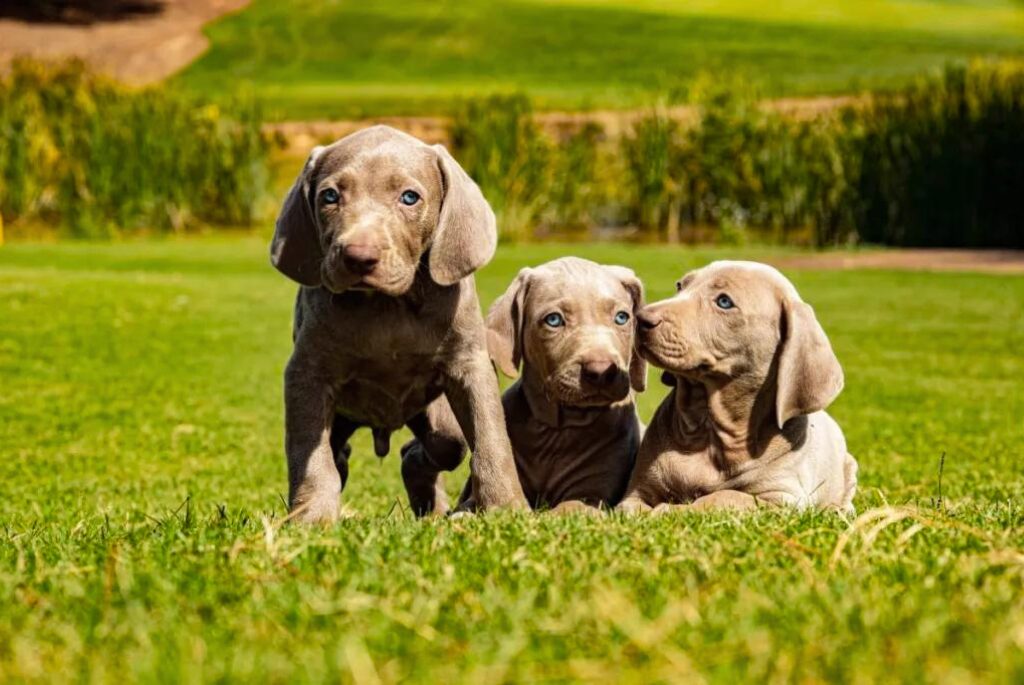 Cuccioli di Weimaraner - tre cuccioli che giocano nell'erba