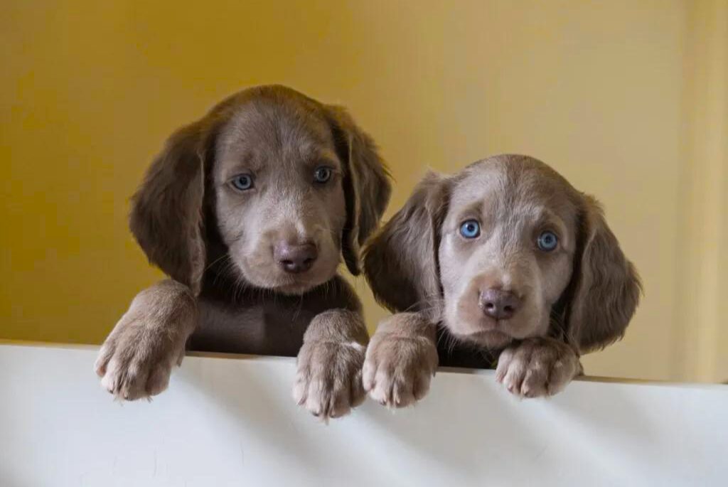 Cuccioli di Weimaraner - due cuccioli guardano su una superficie bianca