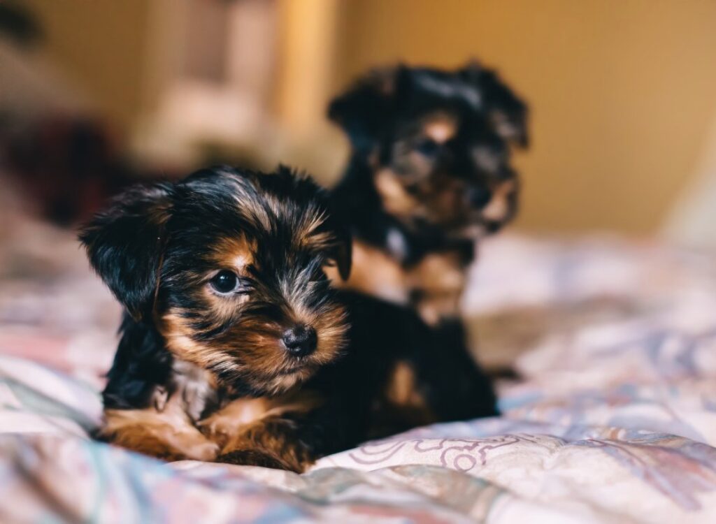 Cuccioli di Yorkshire Terrier - due cani di piccola taglia seduti sopra un letto