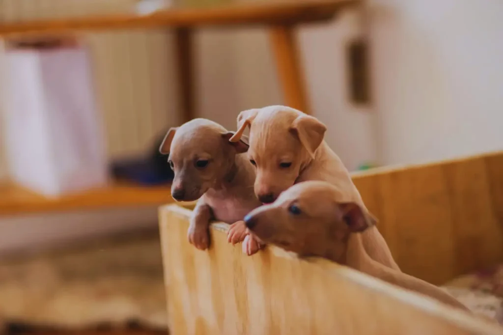 Cuccioli di levriero italiano - in piedi su un divano e che giocano insieme