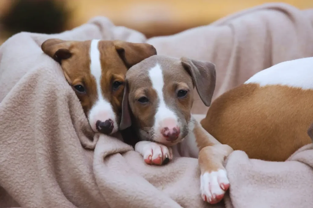 Cuccioli di levriero italiano 6