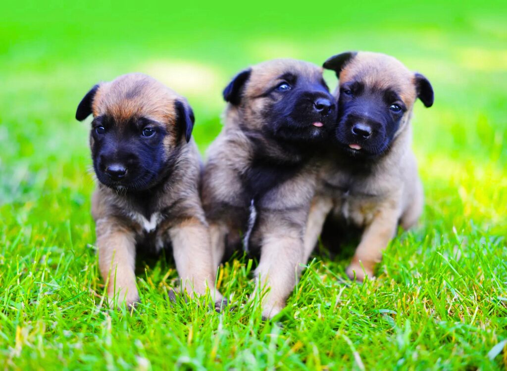 Cuccioli di pastore belga - tre cuccioli sono seduti sull'erba