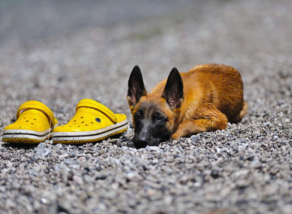 Cuccioli di pastore belga - un cane sdraiato a terra accanto a un paio di scarpe gialle