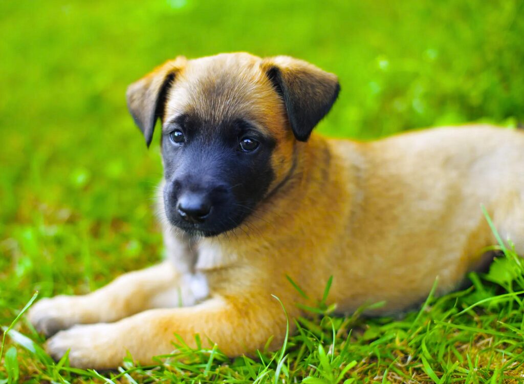 Cuccioli di pastore belga - un cucciolo sdraiato sull'erba