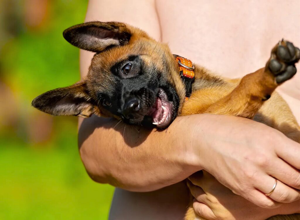 Cuccioli di pastore belga - un cane è tenuto da una persona