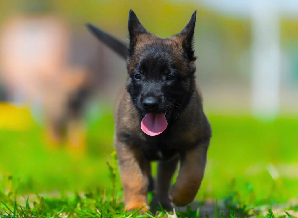 Cuccioli di pastore belga - un cucciolo che corre nell'erba