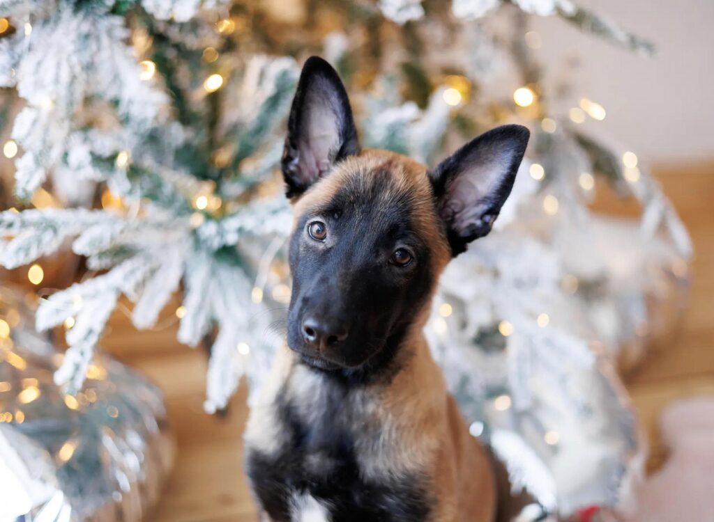 Cuccioli di pastore belga - a small dog sitting in front of a christmas tree