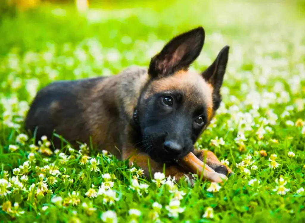 Cuccioli di pastore belga - un cucciolo giace nell'erba