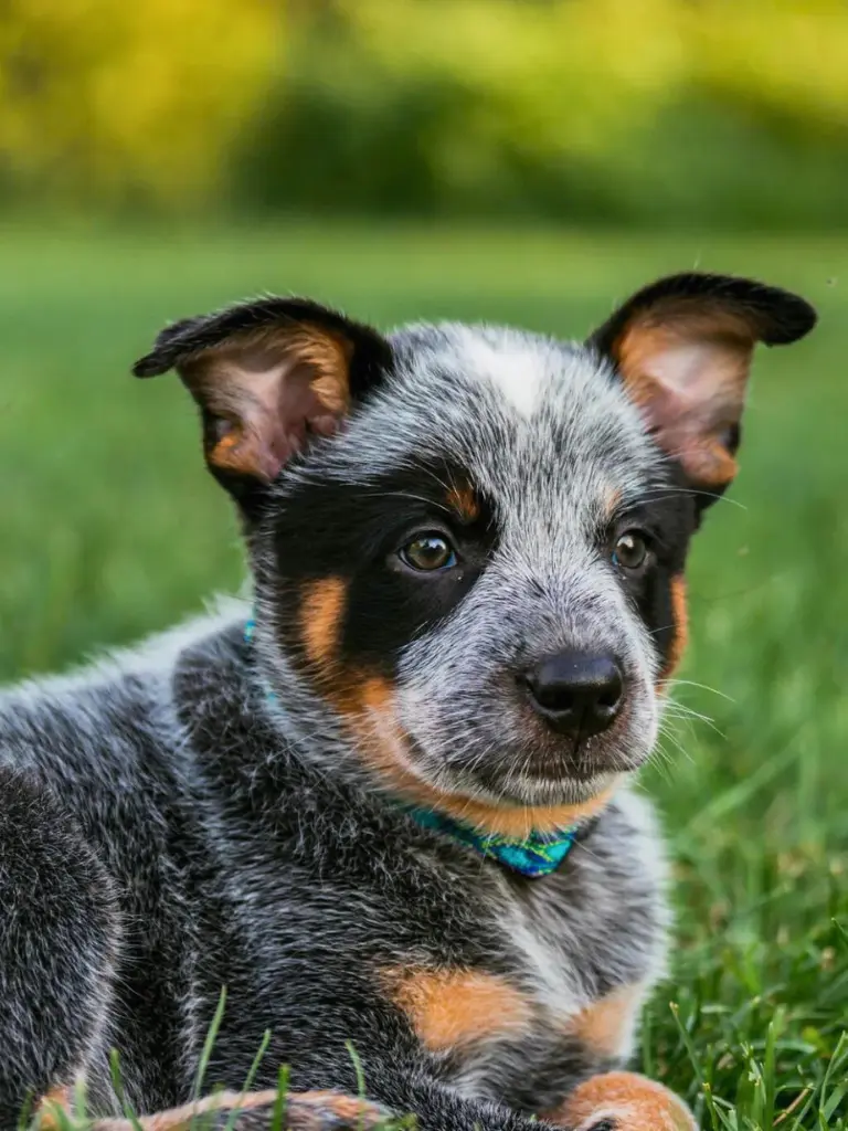 Cucciolo Di Australian Cattle Dog - un cagnolino sdraiato nell'erba