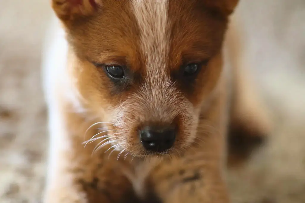 Cucciolo Di Australian Cattle Dog - un cagnolino è seduto sul pavimento