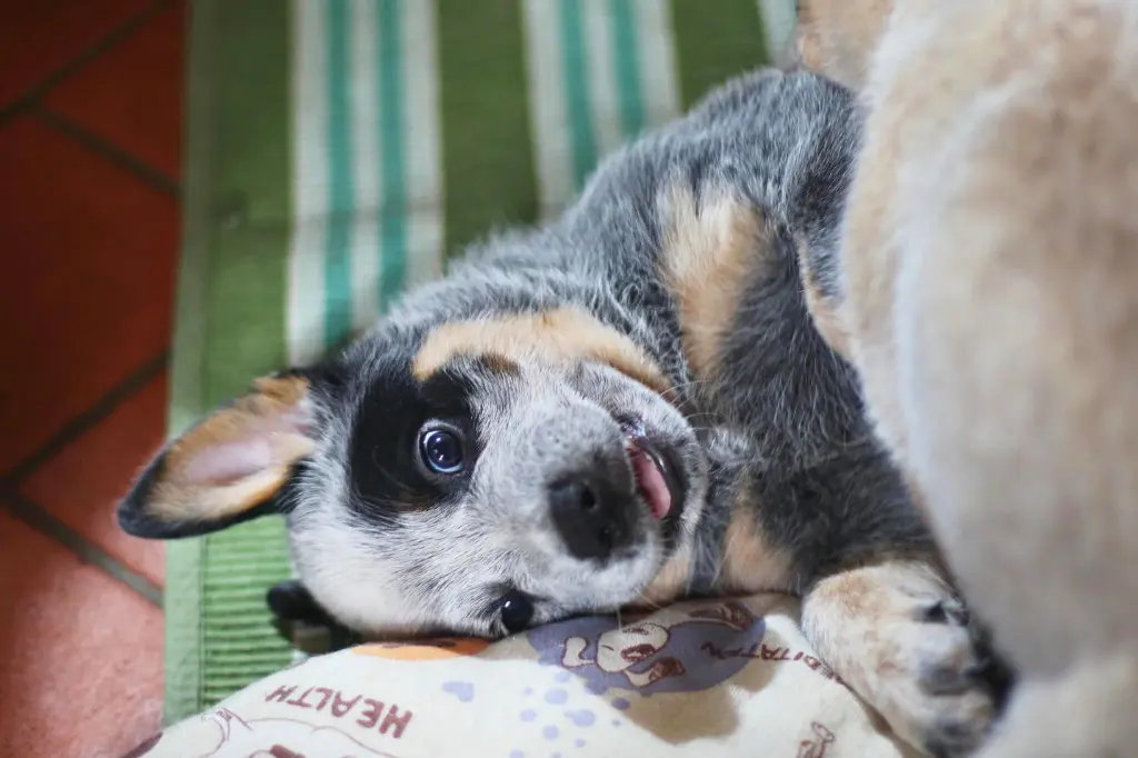 Cucciolo Di Australian Cattle Dog - un cagnolino sdraiato sopra un cuscino