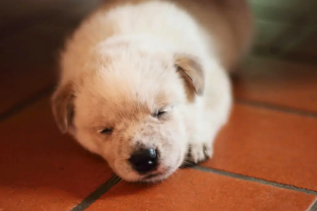 Cucciolo Di Australian Cattle Dog - un cucciolo è steso a terra