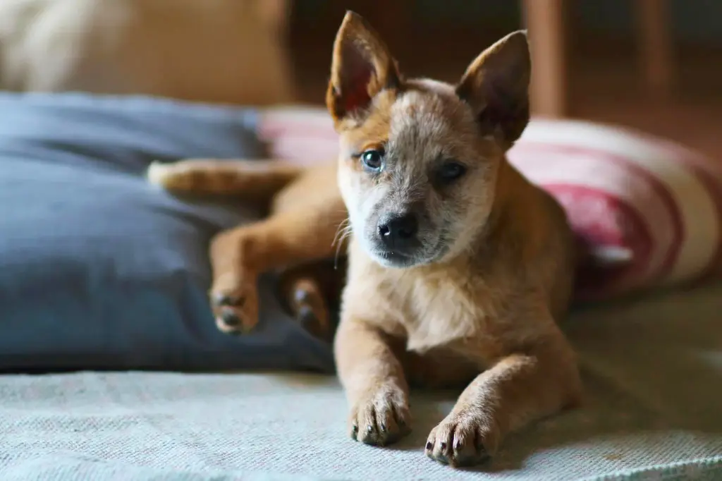 Cucciolo Di Australian Cattle Dog - un cagnolino sdraiato sopra un letto