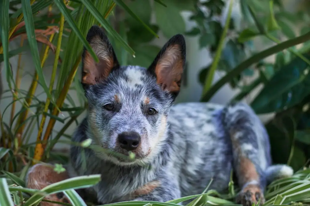 Cucciolo Di Australian Cattle Dog - un cagnolino sdraiato nell'erba