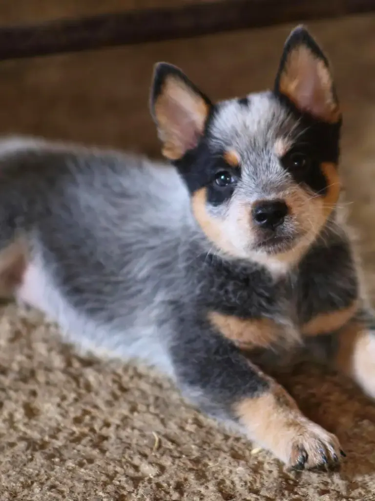 Cucciolo Di Australian Cattle Dog - un cagnolino steso a terra