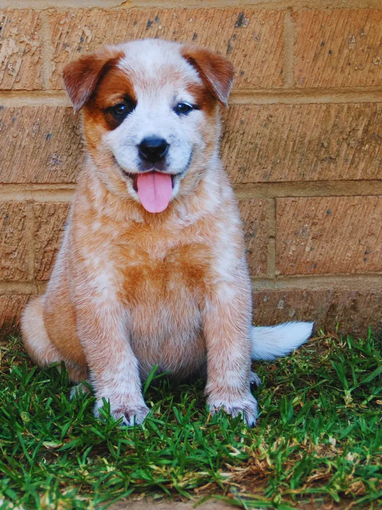 Cucciolo Di Australian Cattle Dog - un piccolo cane seduto sull'erba