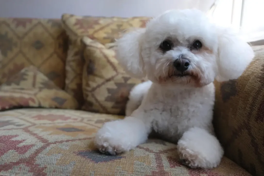 Cucciolo di Bichon Frise - seduto sul divano di colore marrone con cuscini