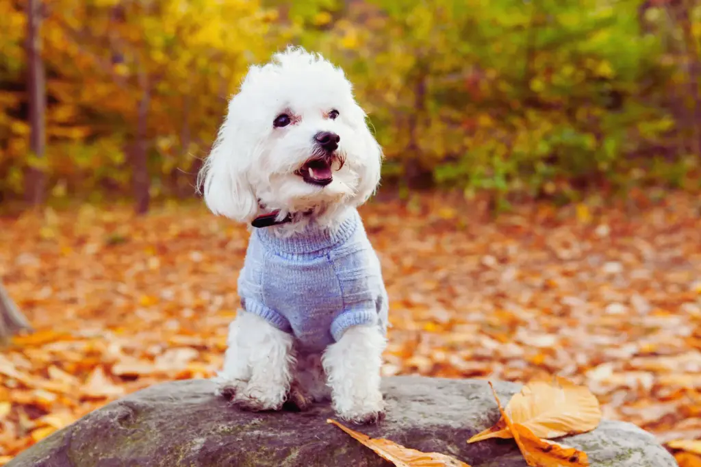 Cucciolo di Bichon Frise - seduto sulla pietra e indossa una giacca blu nel giardino con sfondo di colori marroni le foglie sono oltre