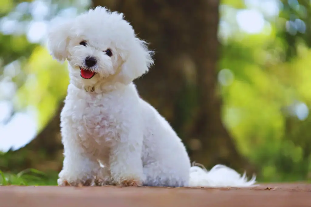 Cucciolo di Bichon Frise - seduto sulla terra davanti a uno sfondo sfocato