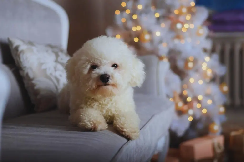 Cucciolo di Bichon Frise - seduto sul divano di colore bianco