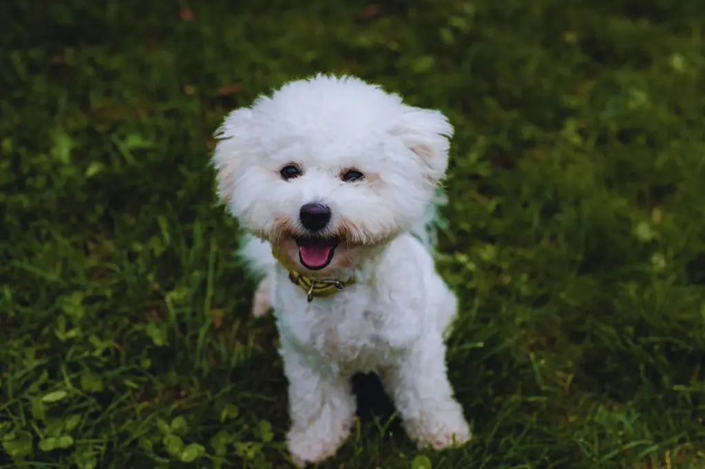 Cucciolo di Bichon Frise - seduto sull'erba in giardino