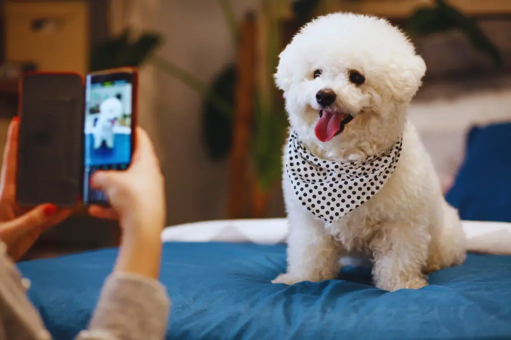 Cucciolo di Bichon Frise - seduto sul letto sul lenzuolo blu e una ragazza che scatta la sua foto con la fotocamera del cellulare