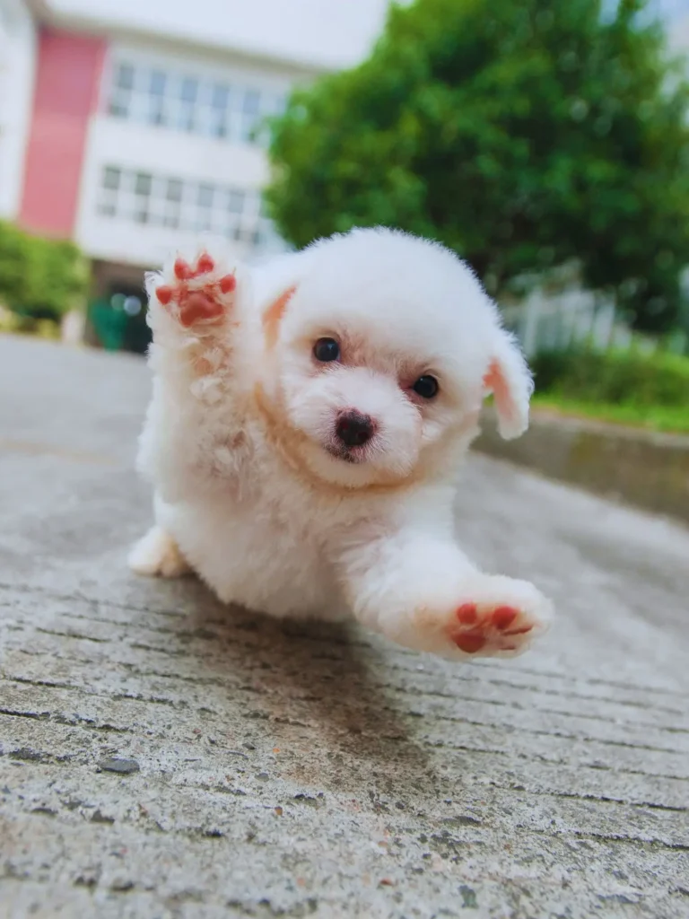 Cucciolo di Bichon Frise - che salta sulla strada