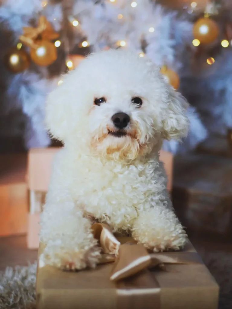 Cucciolo di Bichon Frise - in piedi tra scatole regalo