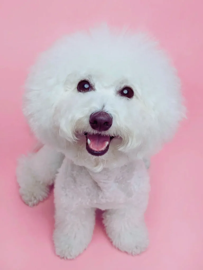 Cucciolo di Bichon Frise - seduto con lo sfondo rosa