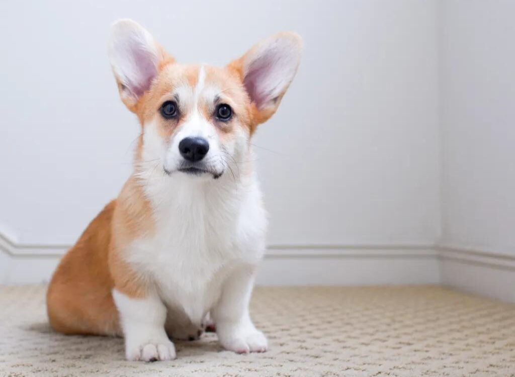 Cucciolo di Corgi - un cagnolino seduto sul pavimento