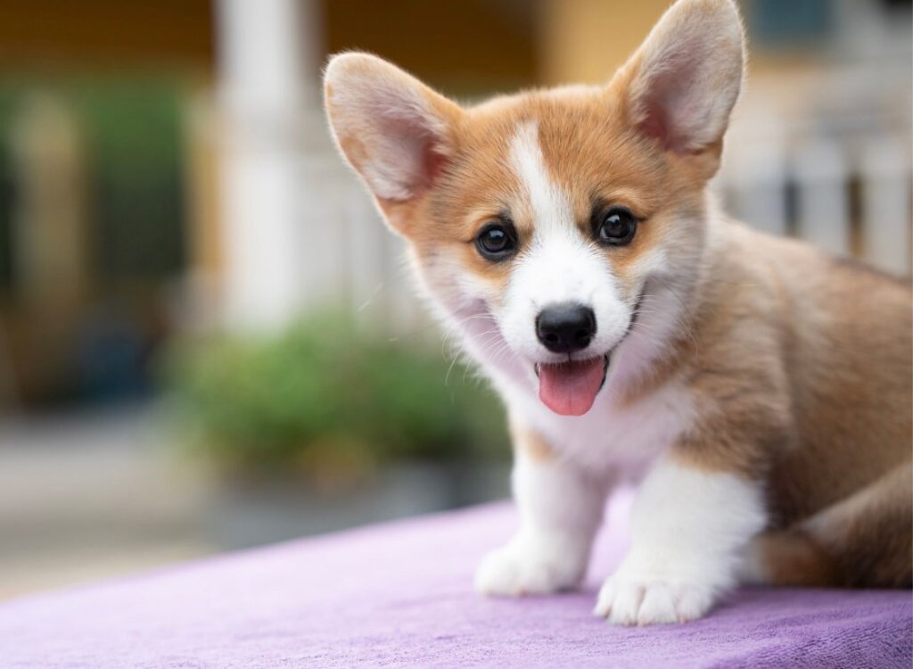 Cucciolo di Corgi - un piccolo cucciolo è seduto su una coperta viola