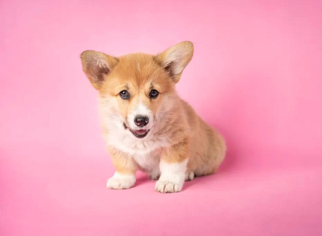 Cucciolo di Corgi - un piccolo cucciolo seduto su uno sfondo rosa