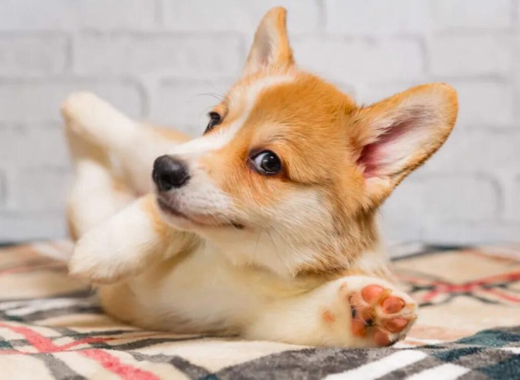 Cucciolo di Corgi - un cagnolino sdraiato sopra una coperta