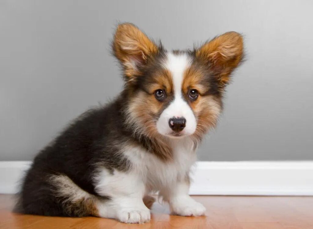 Cucciolo di Corgi - un cagnolino seduto sul pavimento