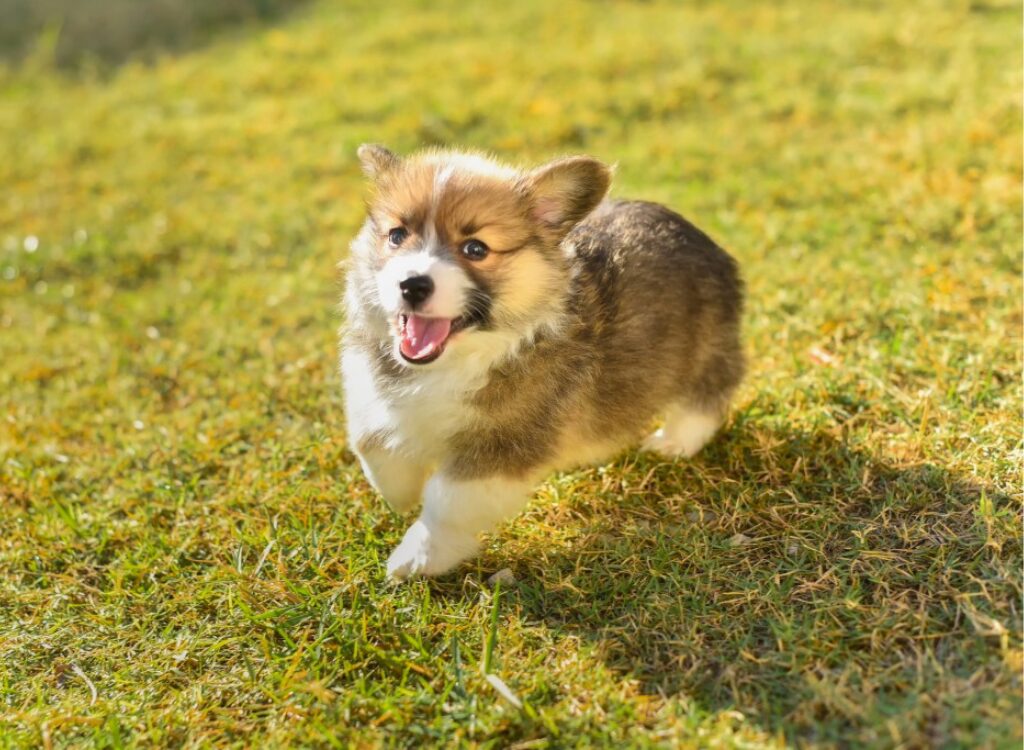 Cucciolo di Corgi - un piccolo cane in piedi sulla cima di un campo coperto di erba