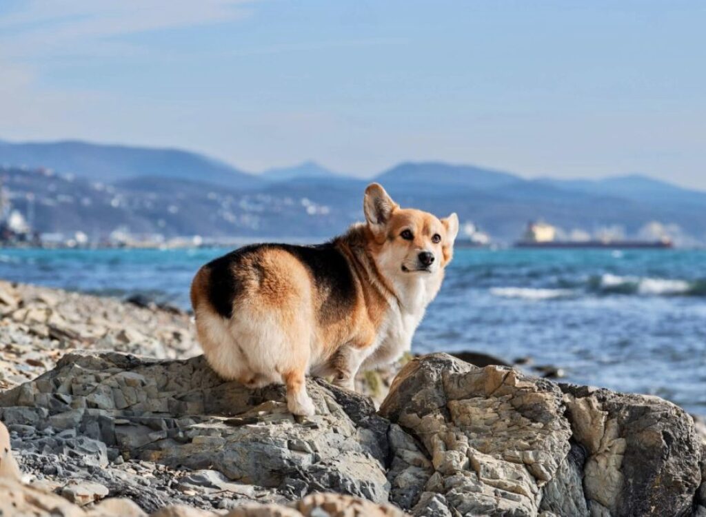 Cucciolo di Corgi - un cane in piedi sulle rocce vicino all'oceano