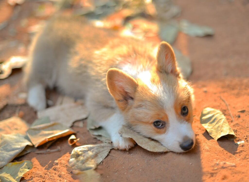 Cucciolo di Corgi - un cagnolino steso a terra