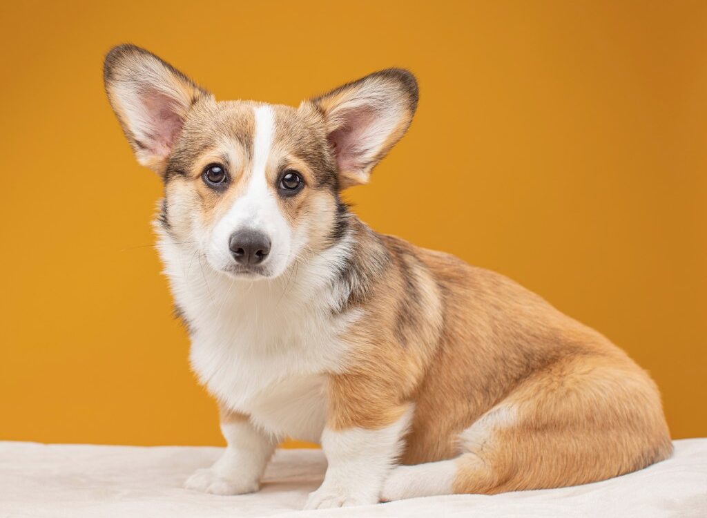 Cucciolo di Corgi - un cagnolino seduto sopra un letto