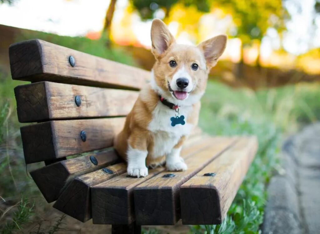 Cucciolo di Corgi - un piccolo cane seduto su una panca di legno