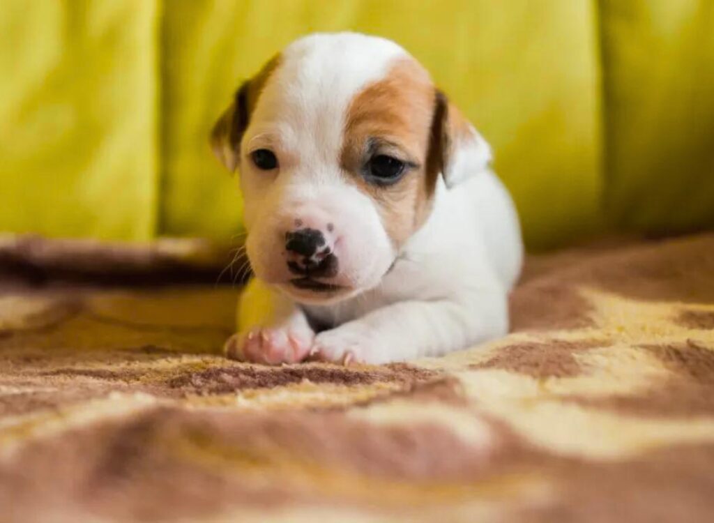 Cucciolo di Jack Russell Terrier - un piccolo cucciolo di cane bianco e marrone sdraiato su un divano