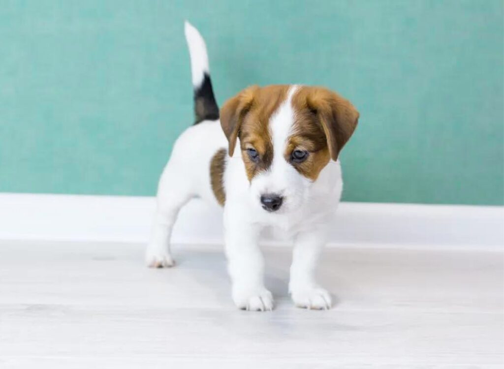 Cucciolo di Jack Russell Terrier - un piccolo cucciolo in piedi sul pavimento