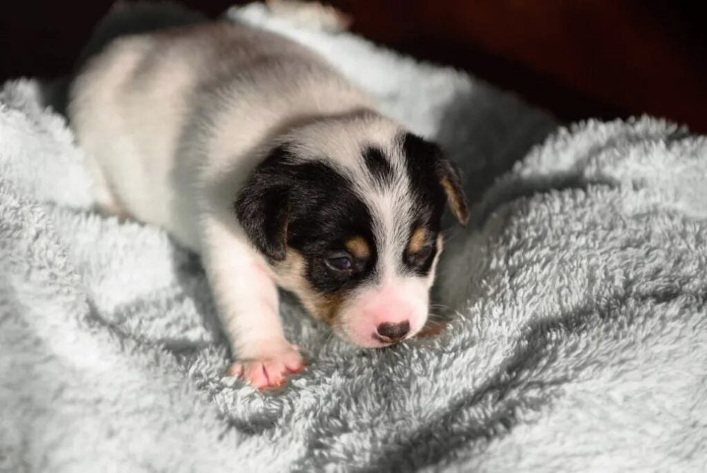 Cucciolo di Jack Russell Terrier - un piccolo cucciolo è sdraiato su una coperta