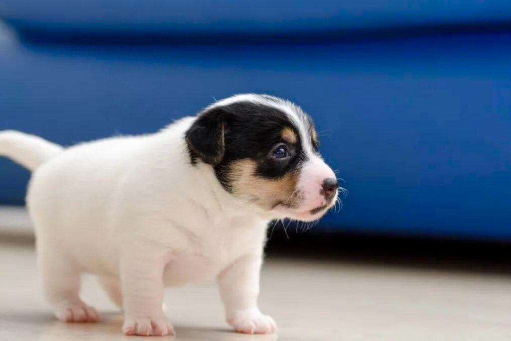 Cucciolo di Jack Russell Terrier - un piccolo cucciolo bianco e nero in piedi sul pavimento