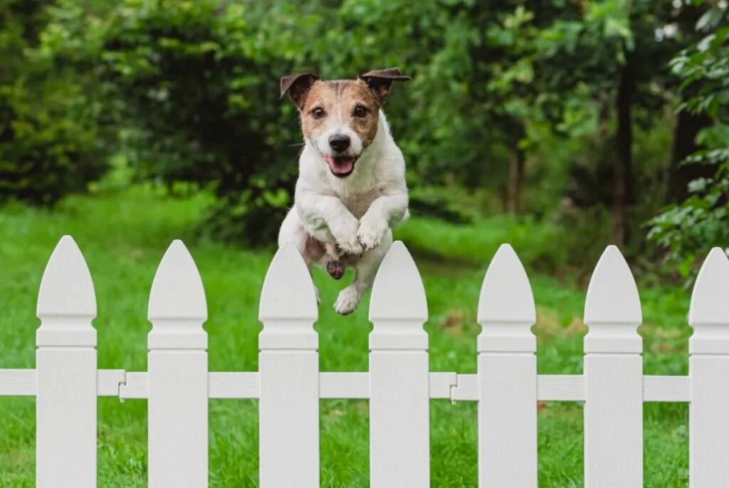 Cucciolo di Jack Russell Terrier - un cane che salta sopra uno steccato bianco