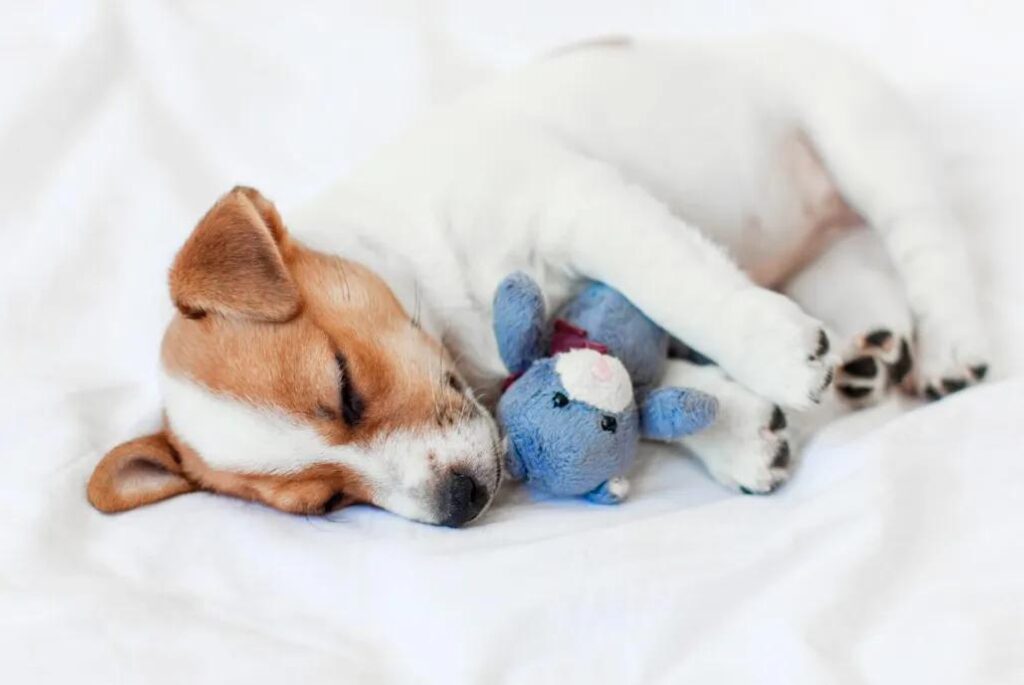 Cucciolo di Jack Russell Terrier - un cagnolino che dorme con un peluche